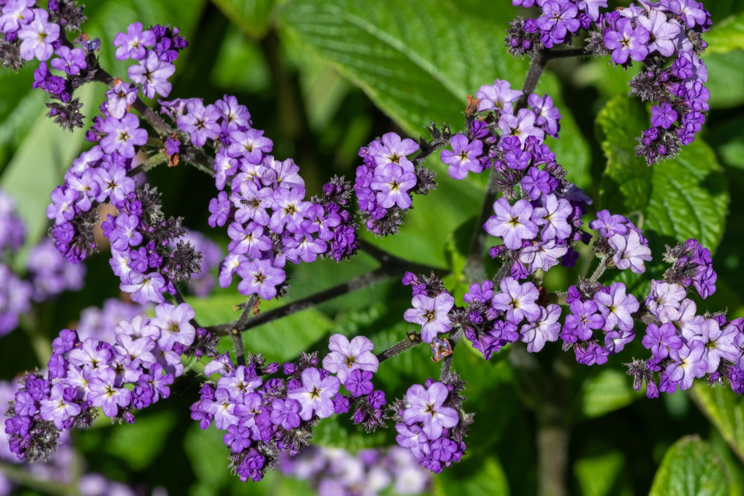 Heliotrope (Purple) - 4” pot