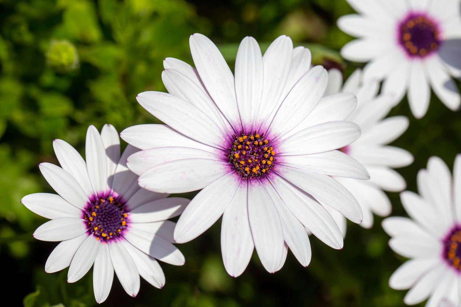 African Daisy, White - 4” pot