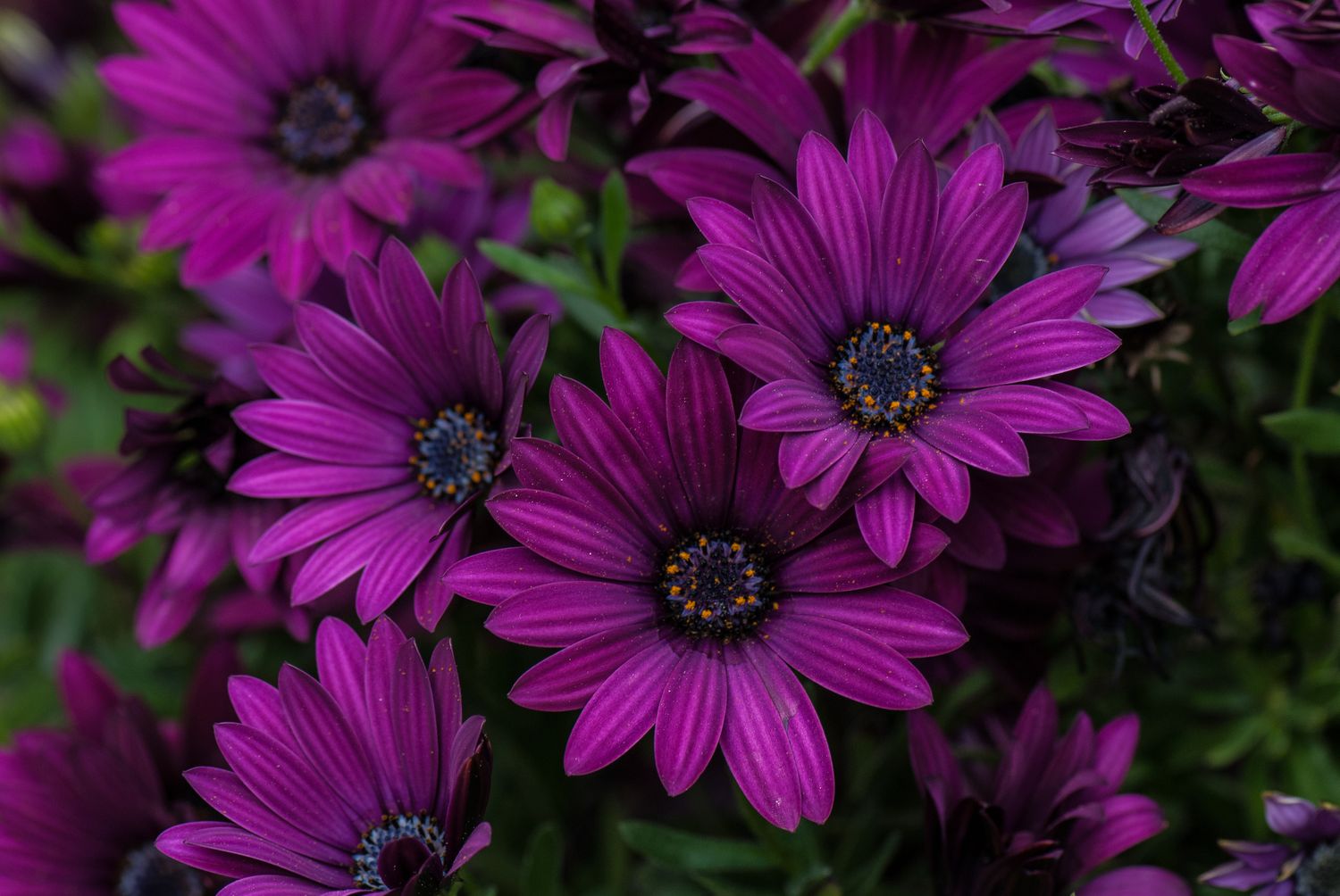 African Daisy, Purple - 4” pot