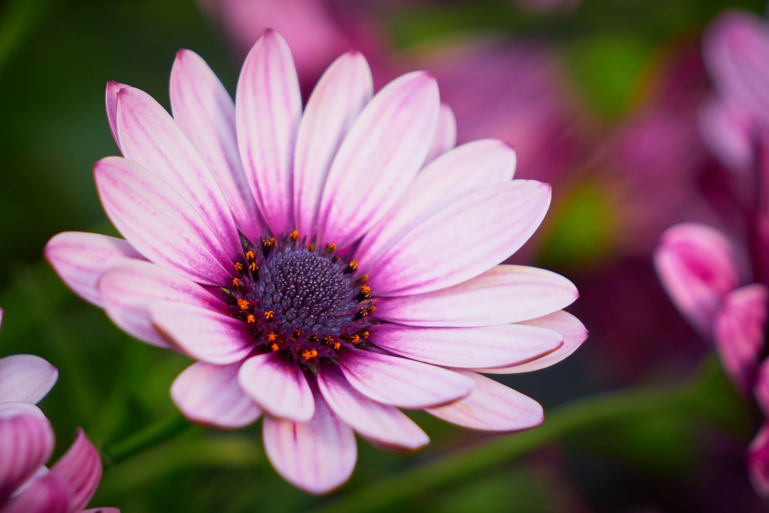 African Daisy, Pink - 4” pot