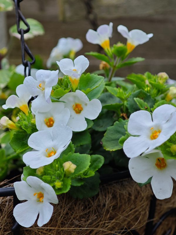 Bacopa Hanging Basket, White