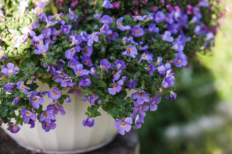 Bacopa Hanging Basket, Purple