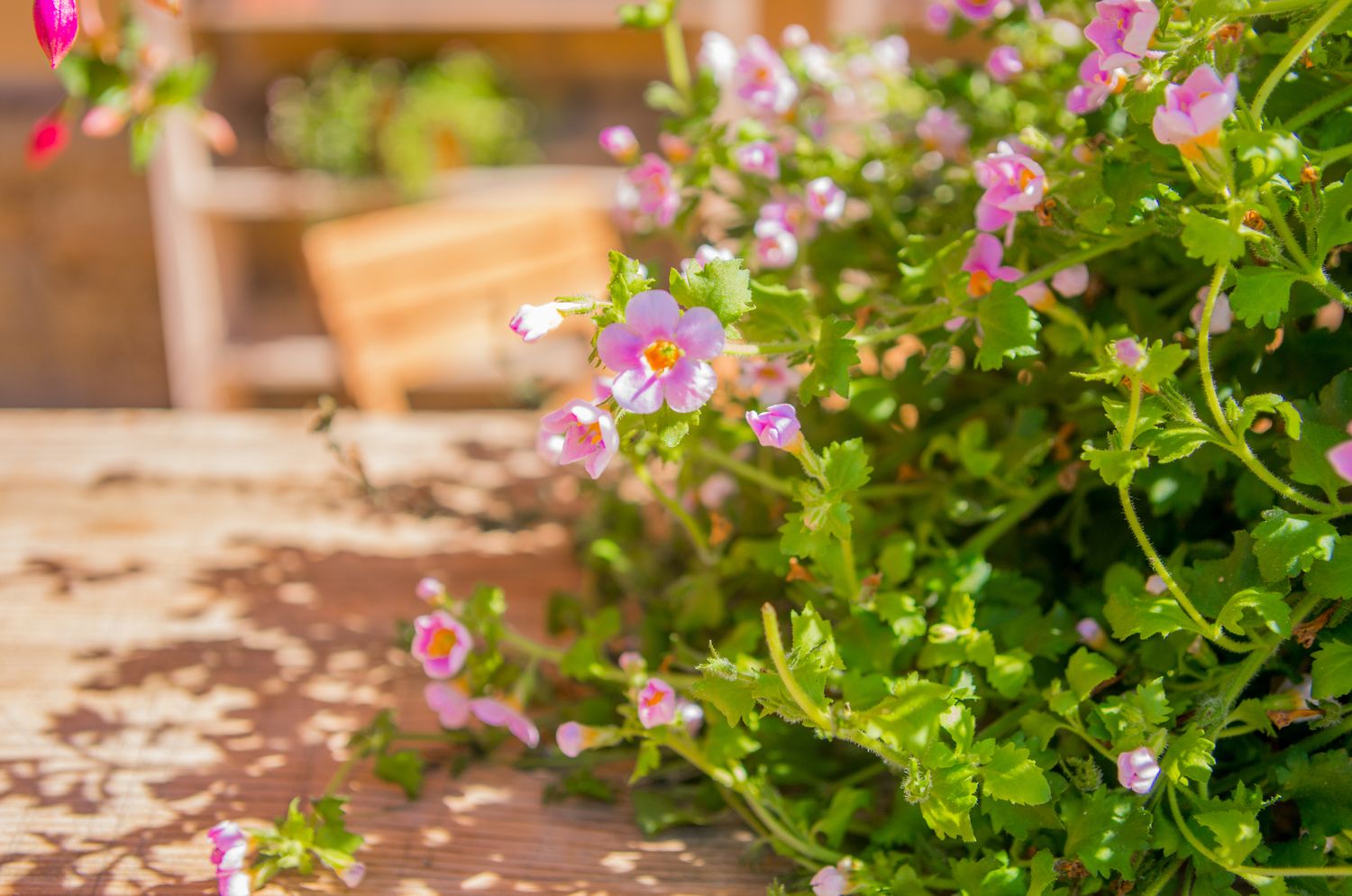 Bacopa Hanging Basket, Pink