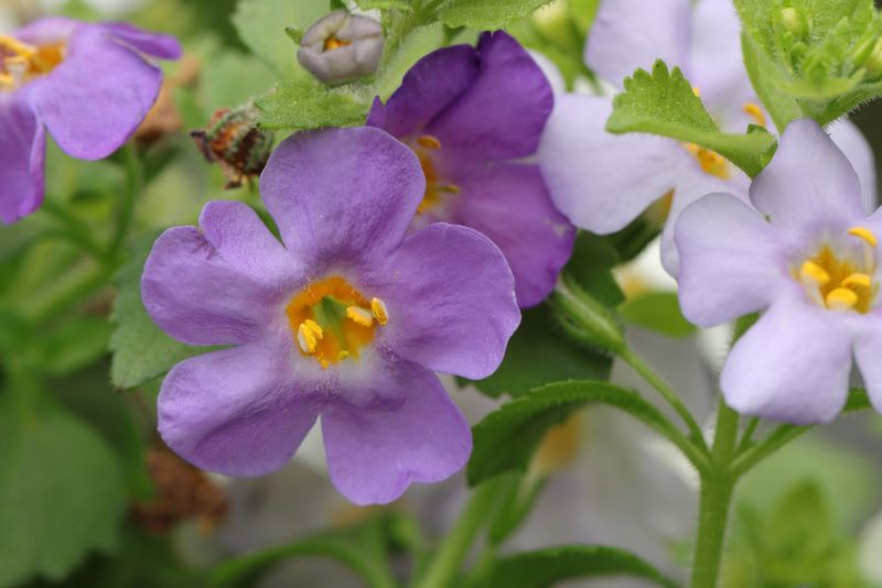 Bacopa Hanging Basket, Mixed Colors