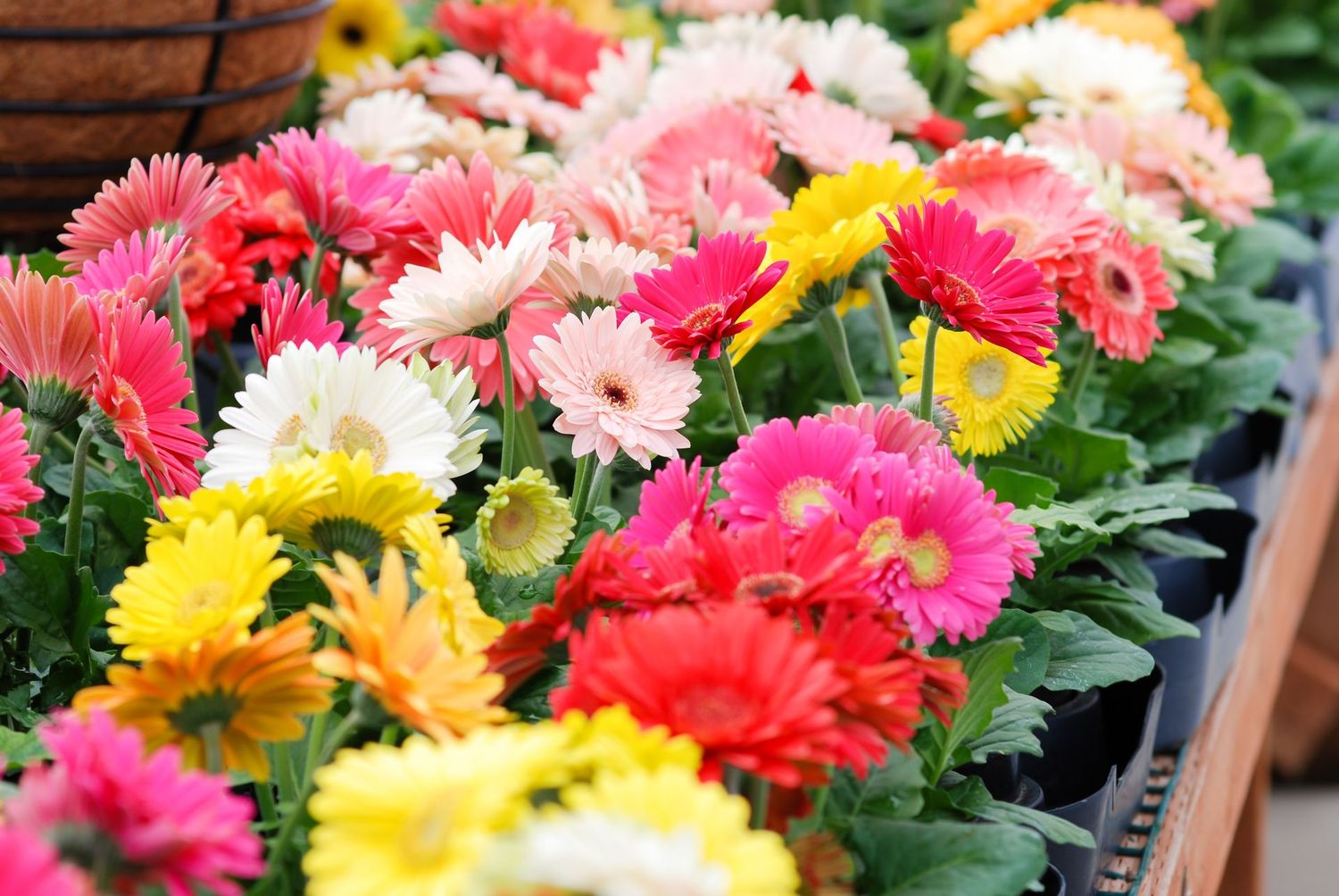 Gerbera Daisy - 4” pot