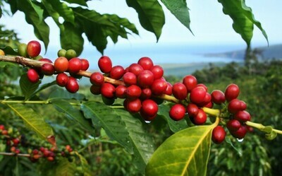 海島精品豆 Island Coffee Beans