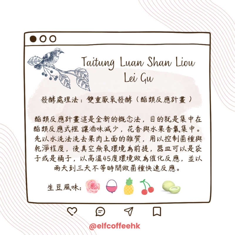 CoffEETAil  台東流淚谷咖啡豆 生豆 (雙重厭氧發酵/1KG)需預訂