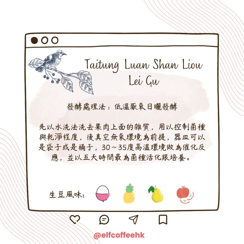 CoffEETAil  台東流淚谷咖啡豆 生豆 (低溫厭氧日曬/1KG)需預訂