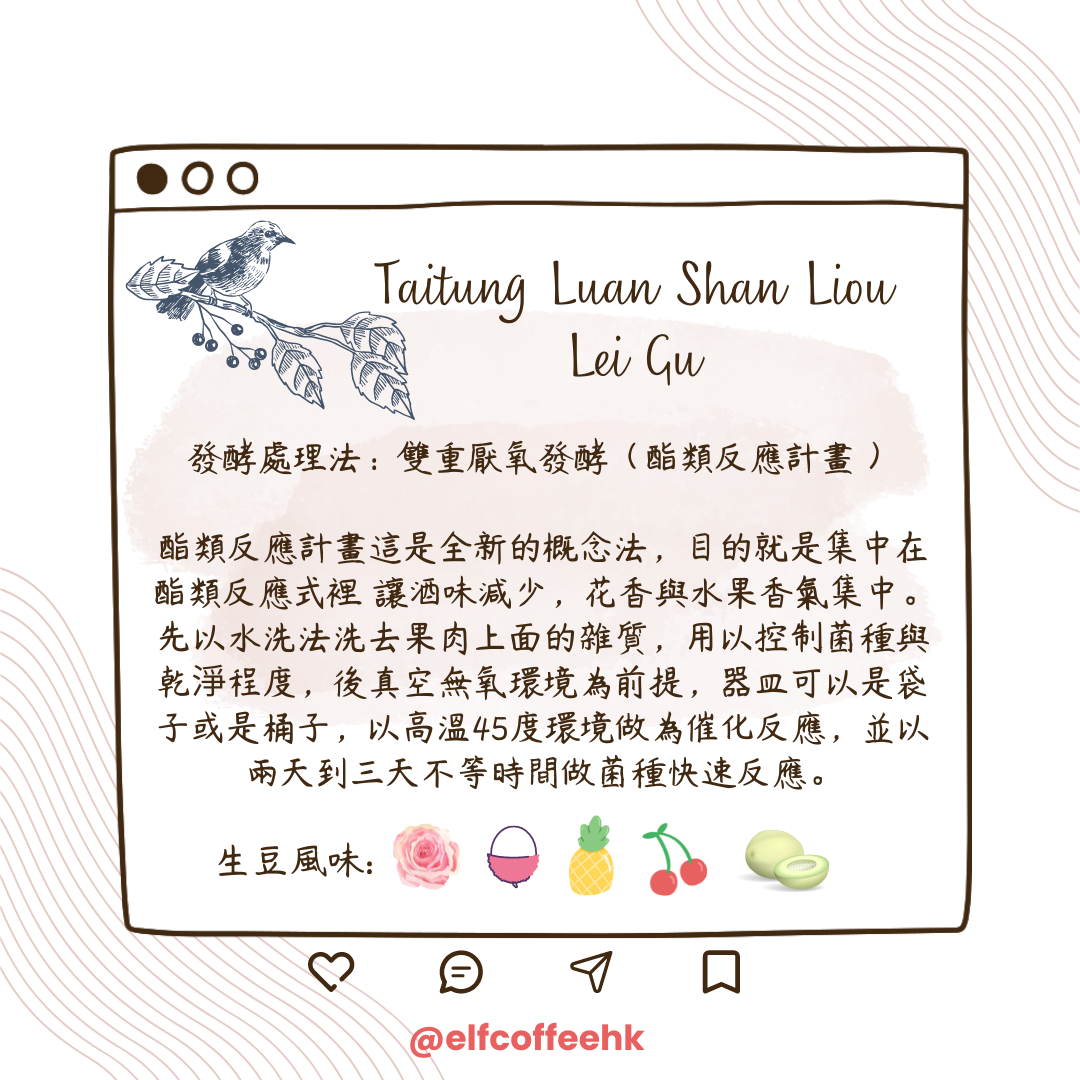 CoffEETAil  台東流淚谷咖啡豆 生豆 (雙重厭氧發酵/1KG)需預訂