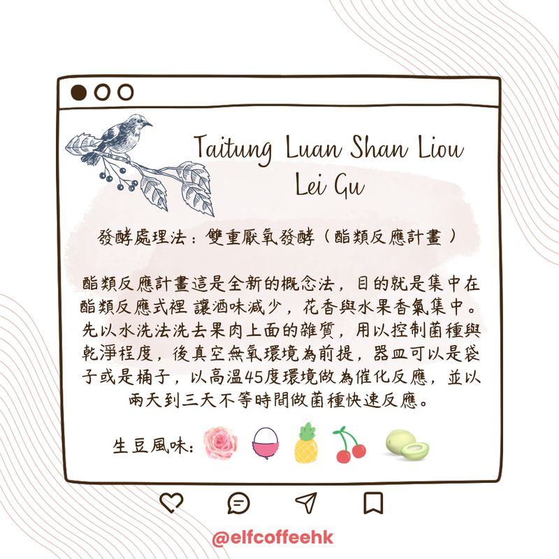 CoffEETAil  台東流淚谷咖啡豆 生豆 (雙重厭氧發酵/1KG)需預訂