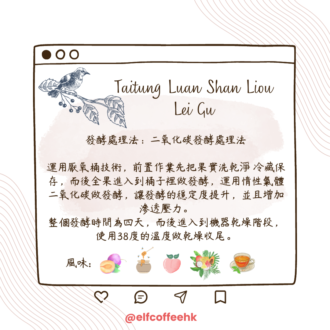 CoffEETAil 台東流淚谷咖啡豆 生豆 (二氧化碳厭氧/1KG)需預訂