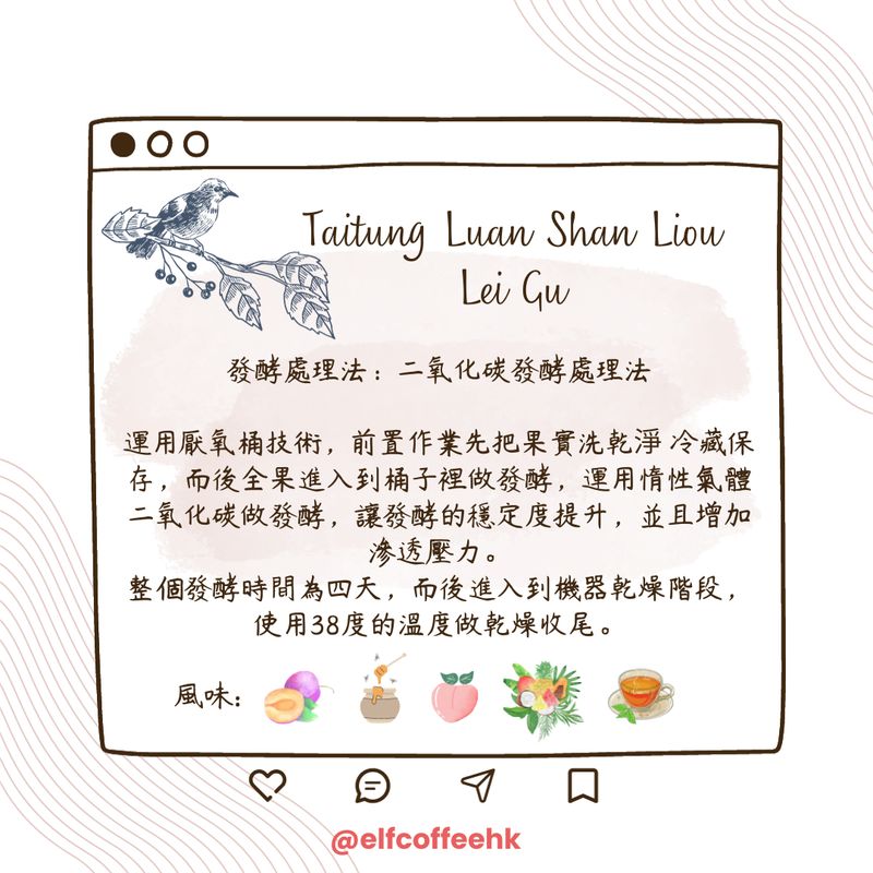 CoffEETAil 台東流淚谷咖啡豆 生豆 (二氧化碳厭氧/1KG)需預訂