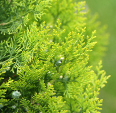 Cedar Leaf Oil