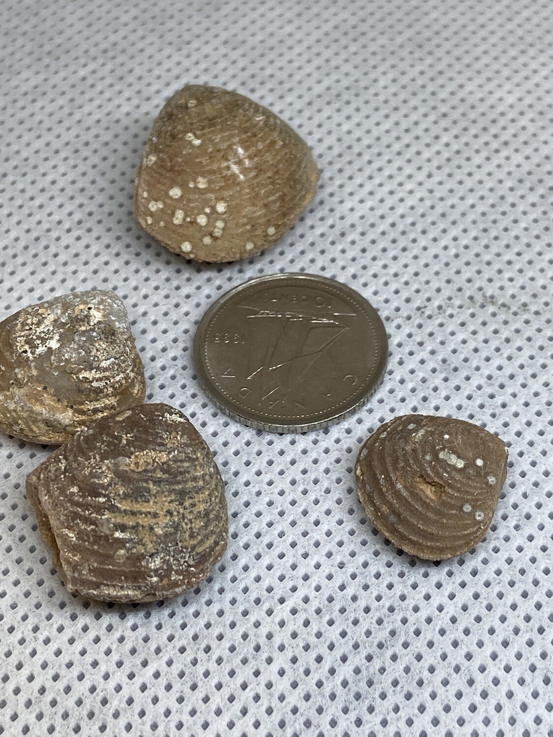 Clam Fossil