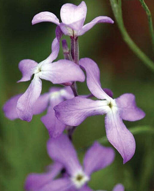 Evening Scented Stock Seeds
