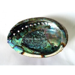 Abalone Shell 6-7 Inch