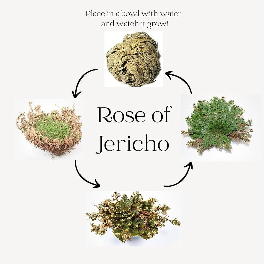Rose Of Jericho