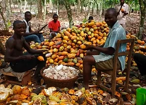 The Journey of Chocolate – From African Farms to British Shops