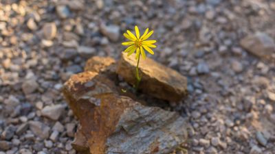 Safar The Month of Hope