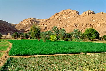 Help Build a Future for Farmers in Tarim