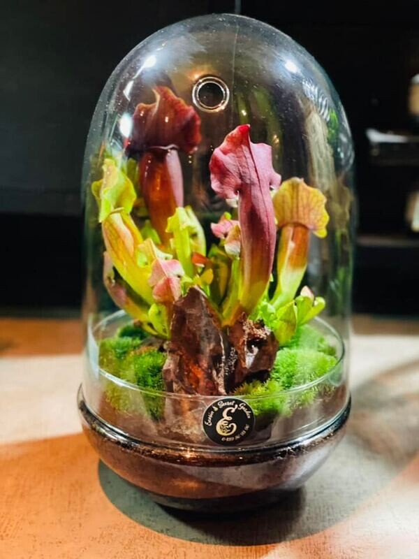 Ecosystème Plante carnivore