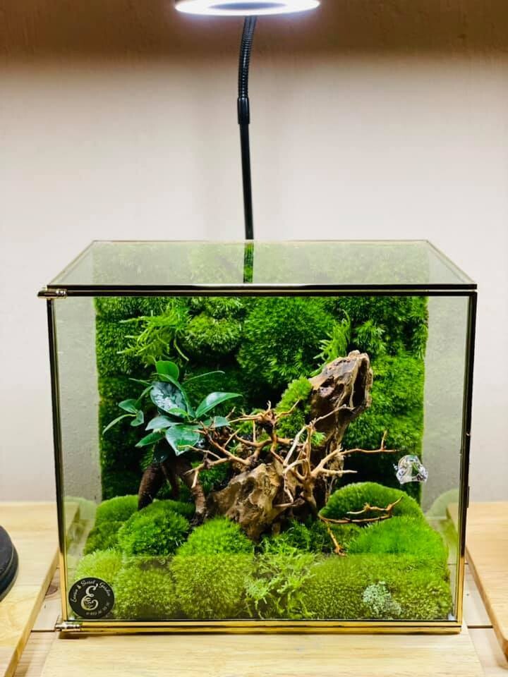 Ecosystème mur végétal