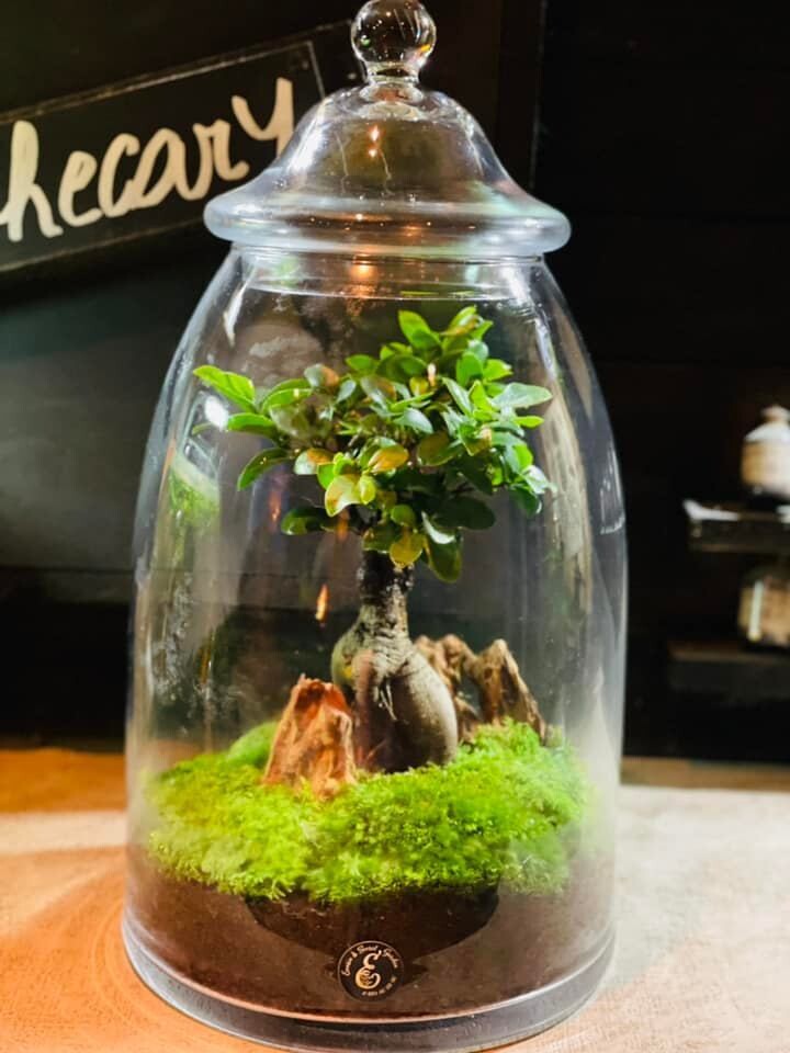 Ecosystème BonsaÏ Ficus Ginseng