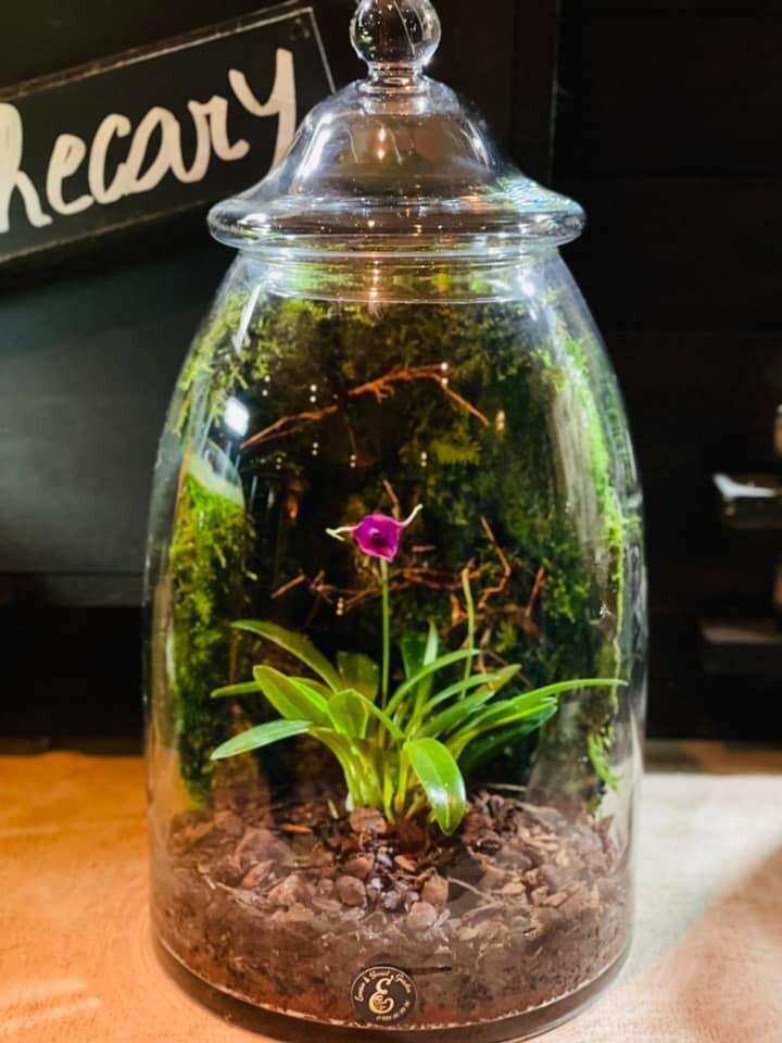 Ecosystème Orchidée &amp; Mur végétal