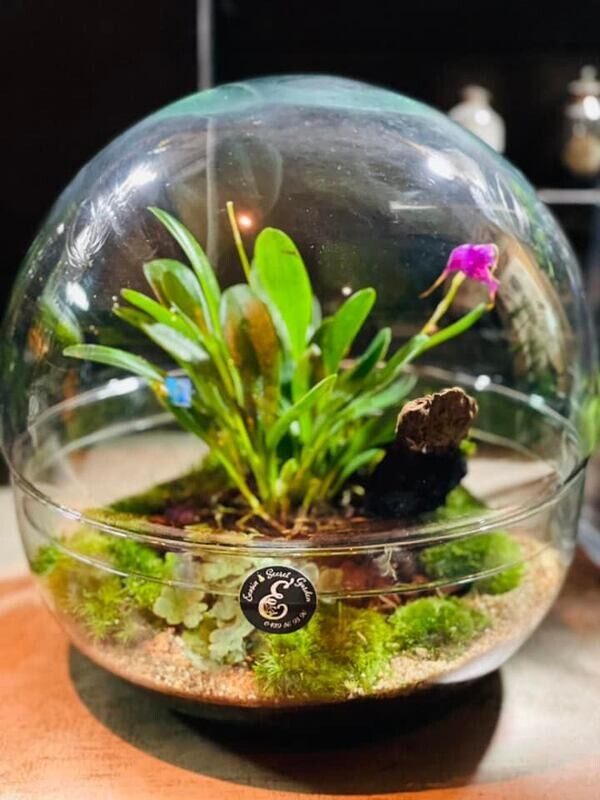 Ecosystème Orchidée