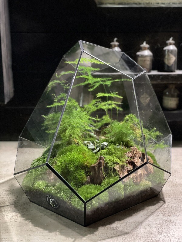 Terrarium Diamond Black
