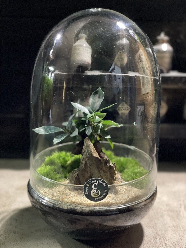 Ecosystème Ficus Ginseng