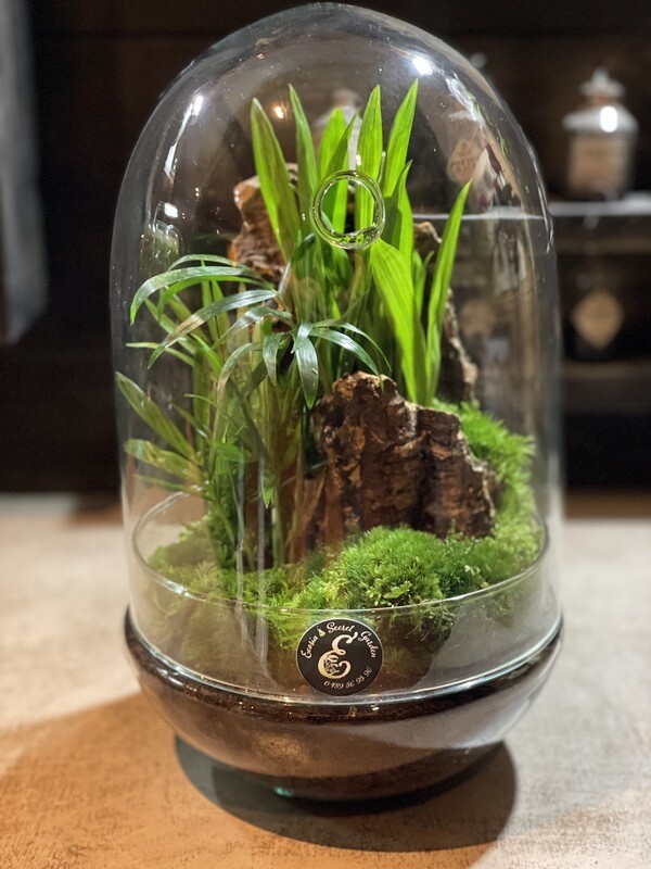 Terrarium Oeuf Tropical
