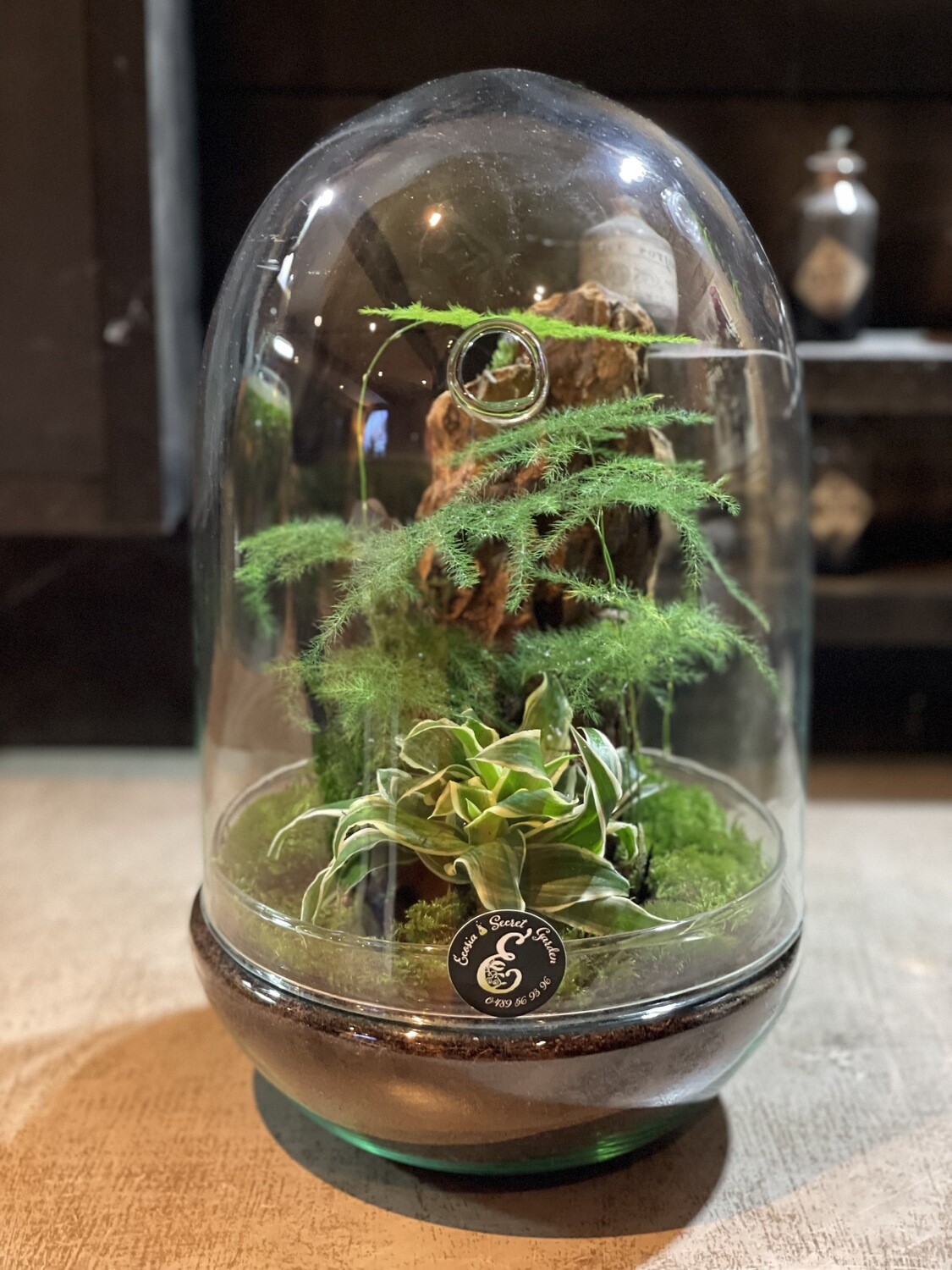 Terrarium Oeuf Montagne Japonaise