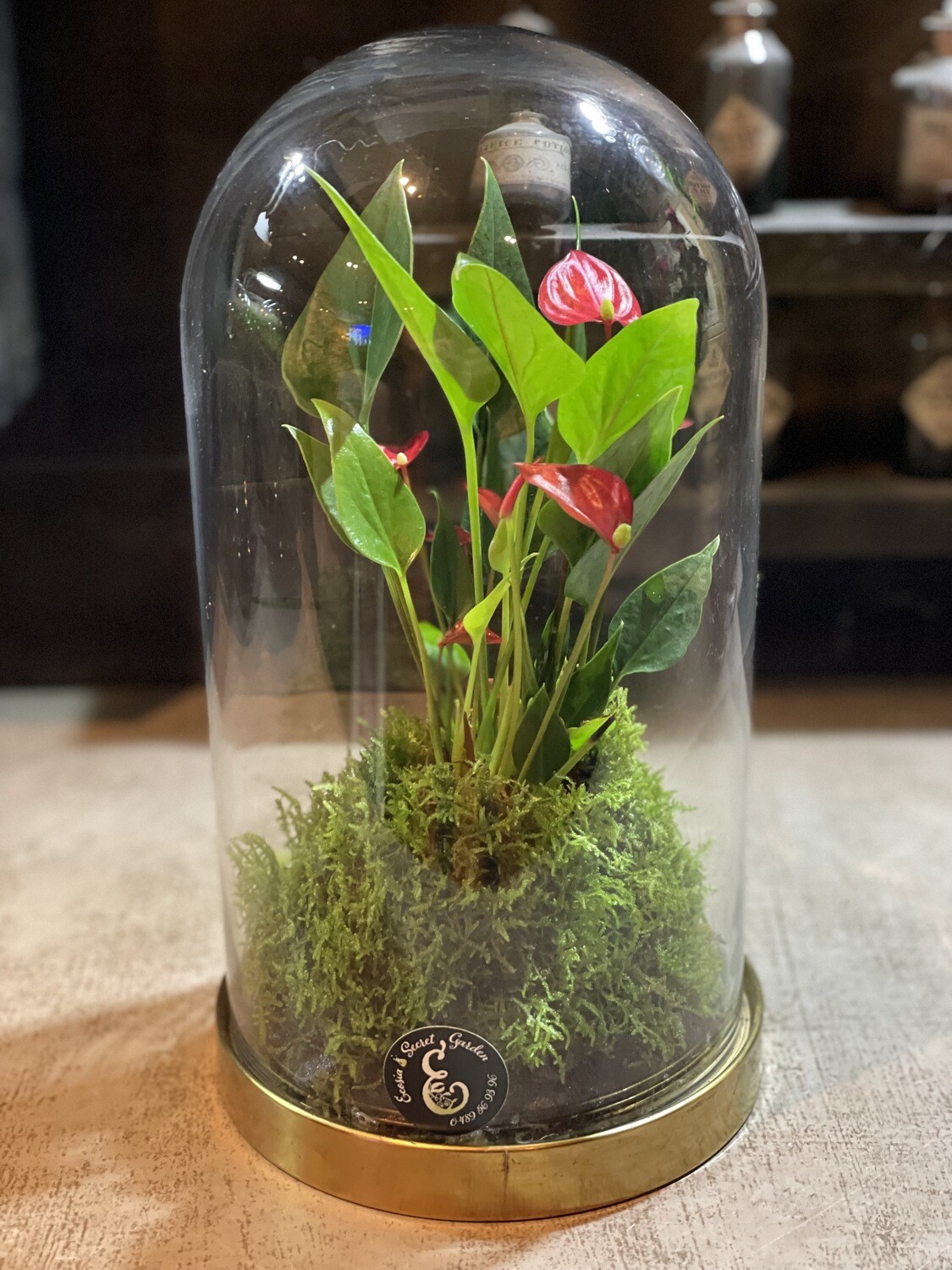 Ecosystème Anthurium RED