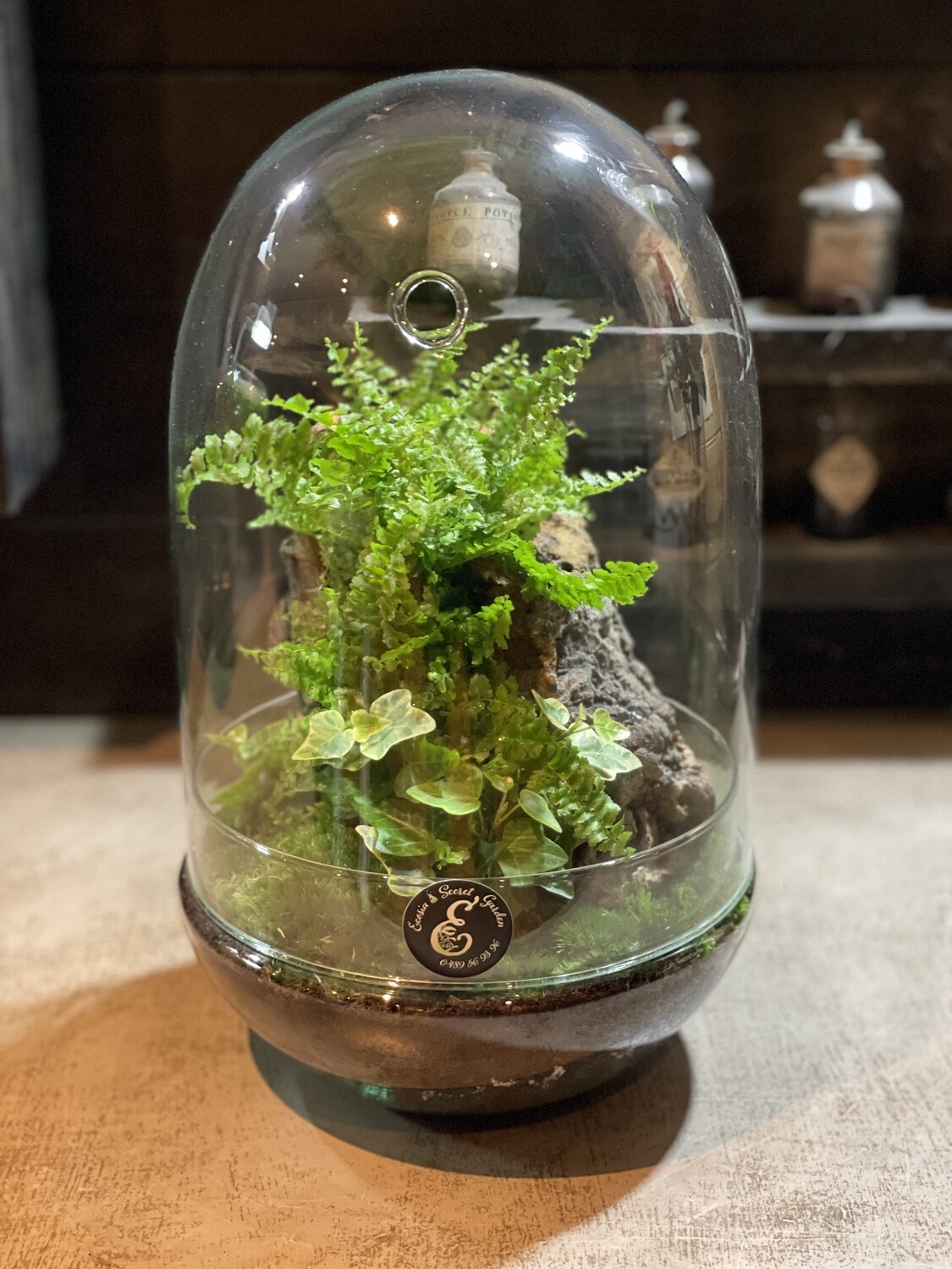 Terrarium Oeuf Tropical