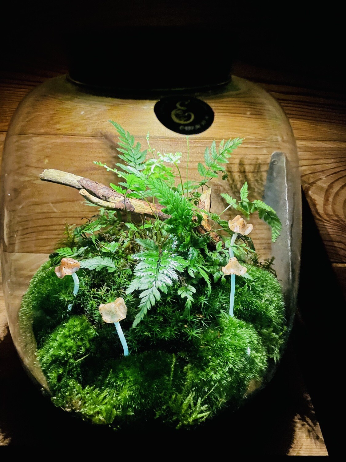 Ecosystème Forêt Féérique
