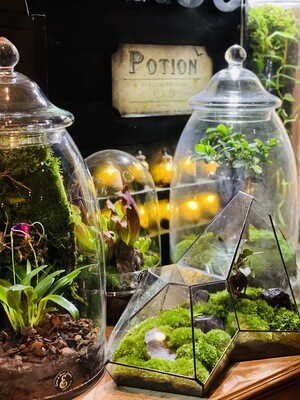 Ecosystèmes terrarium