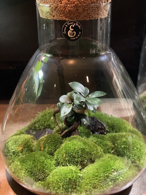 Jardin Zen Bonsaï Ficus Ginseng