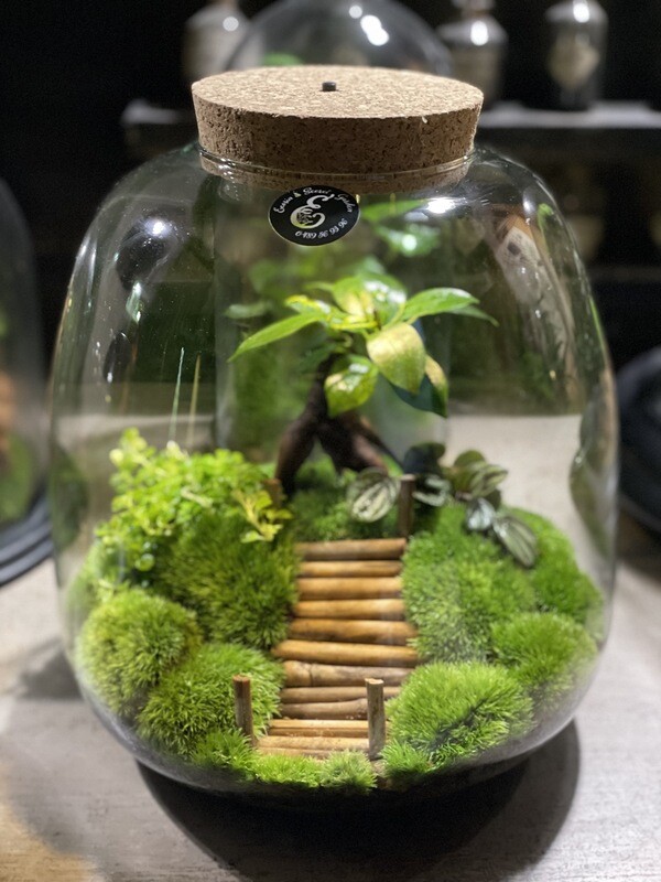 Ecosystème Jungle Bonsaï Ficus Ginseng