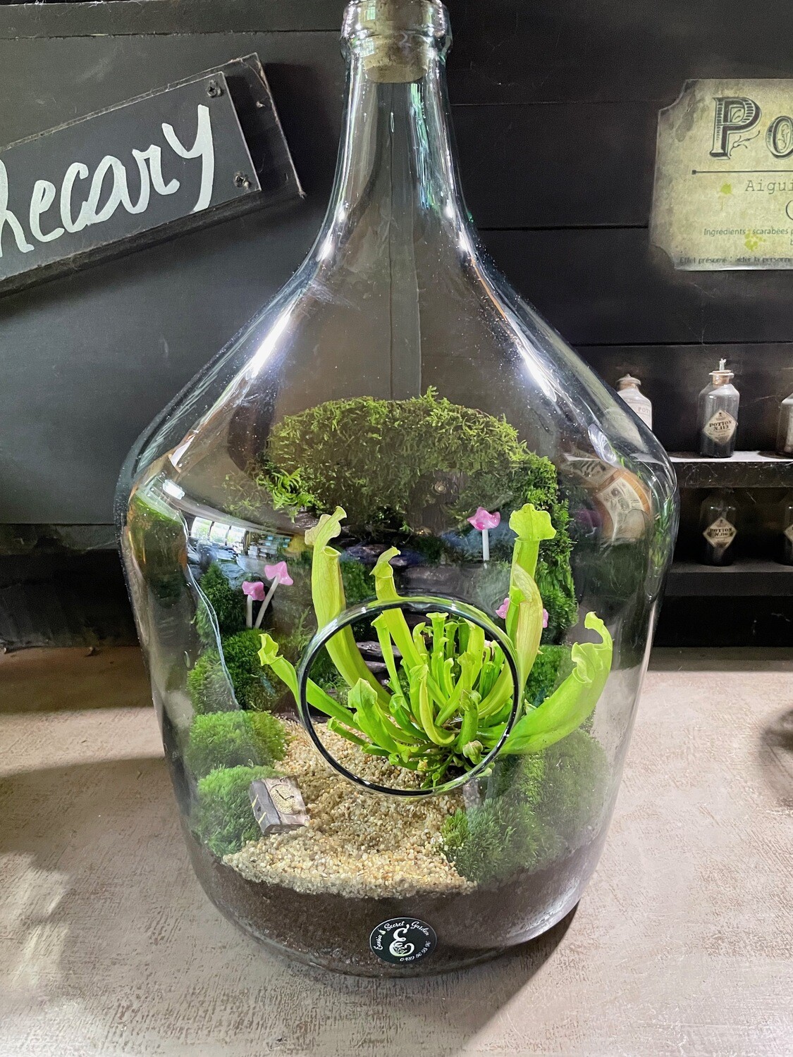 Ecosystème Damme Jeanne Féerique