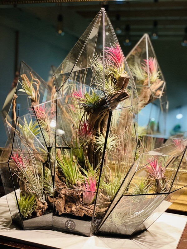Terrarium Améthyste Tillandsia