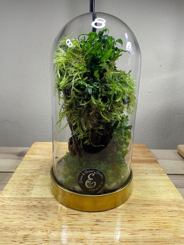 Mini écosystème sous cloche