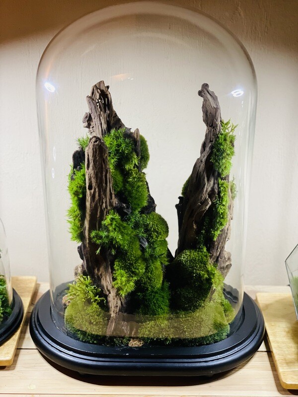 Ecosystème mossarium sur mangrove
