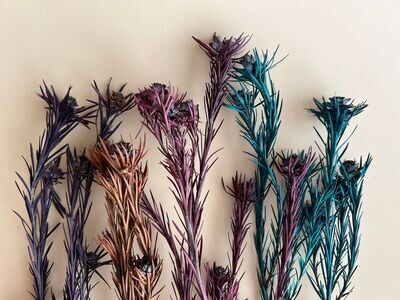 Dried Flowers