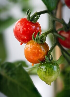 Fruits and Vegetable Seedlings