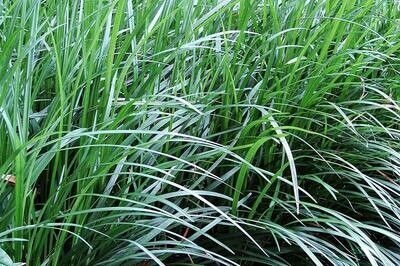 Mondo Grass Bare Root plugs