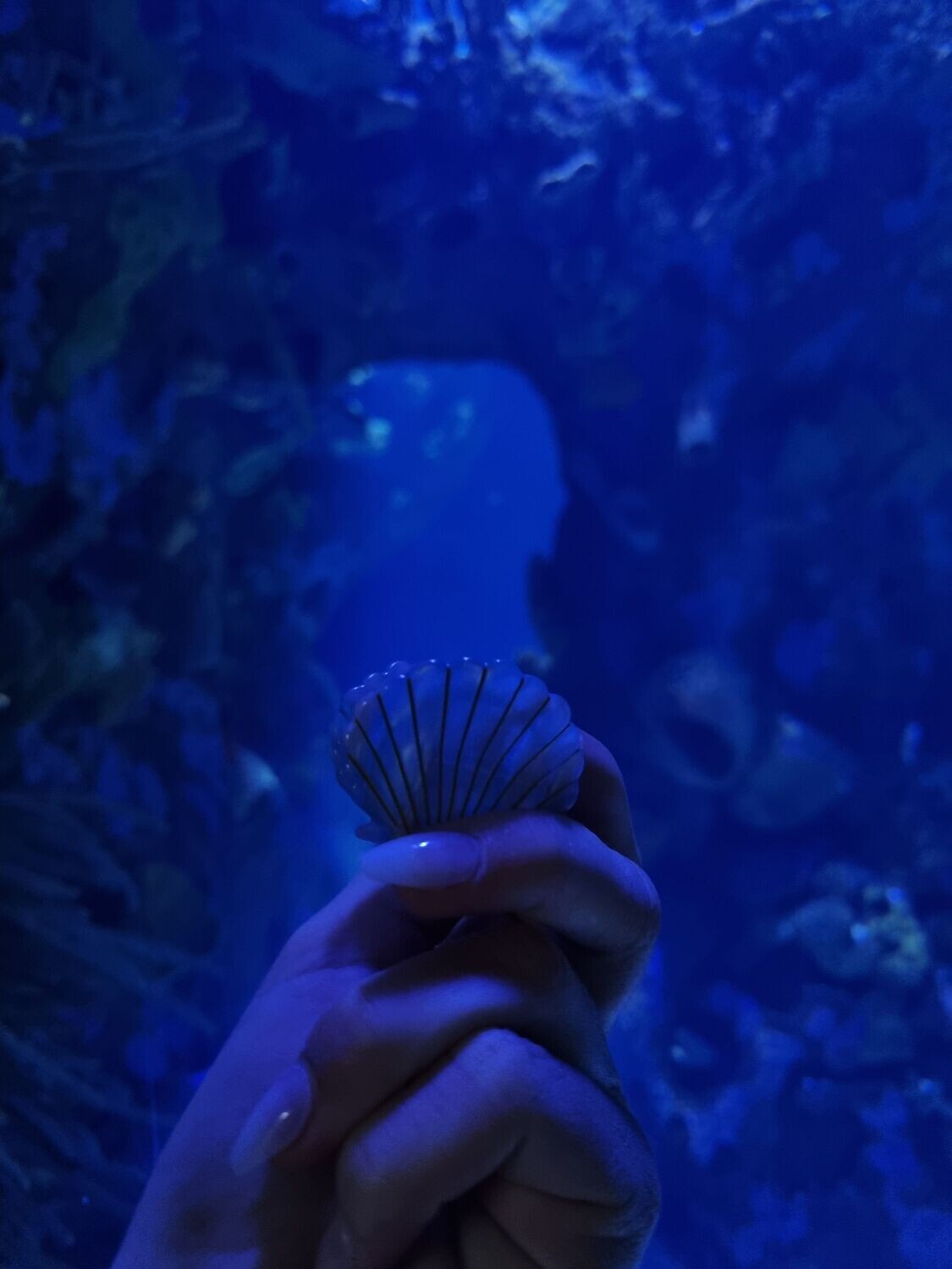 Seashell Hair Clip