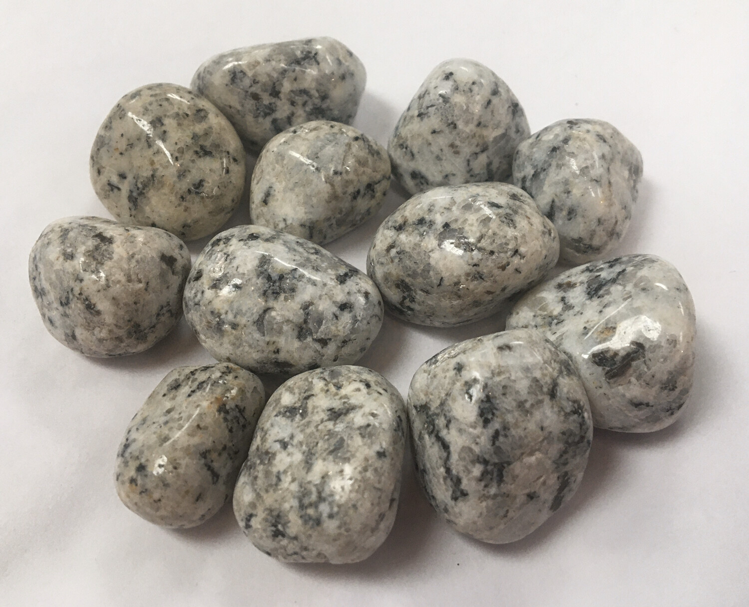 Dalmatian Jasper