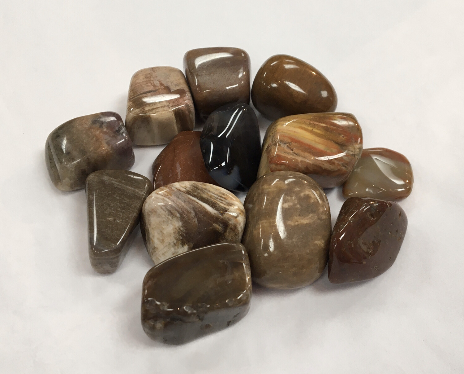 Petrified Wood