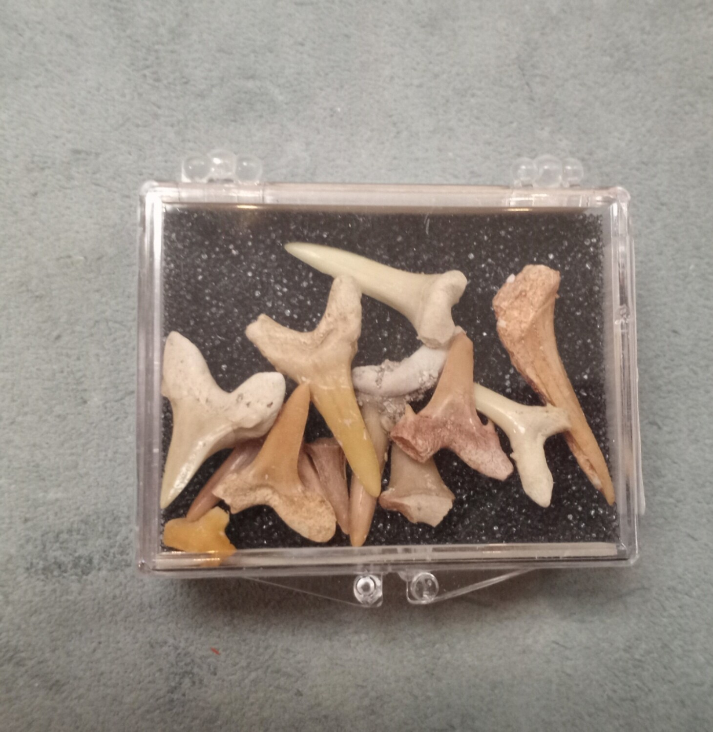 Shark tooth fossil